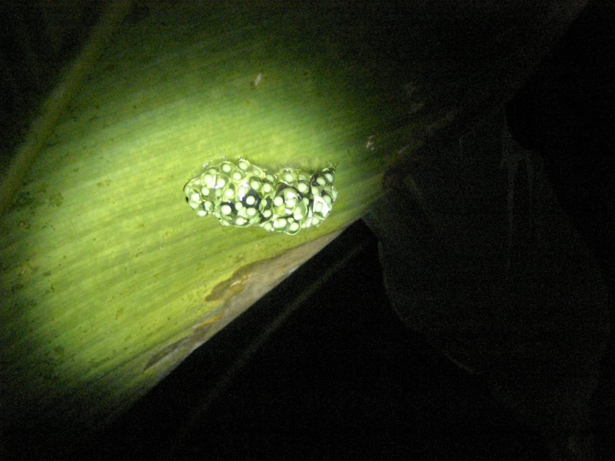 Eggs: Red-eyed tree frog