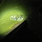 Eggs: Red-eyed tree frog