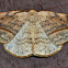 Arched Hooktip Moth