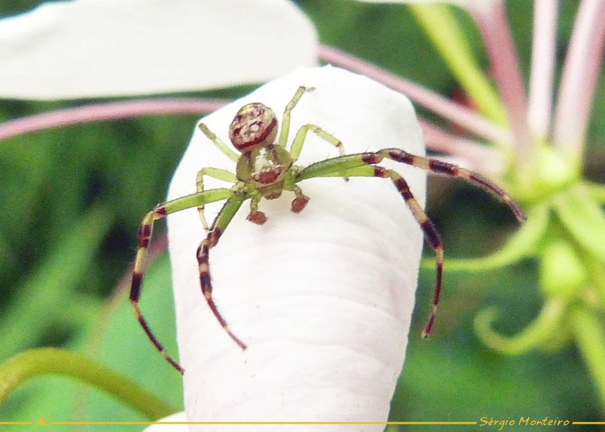 Green Crab Spider (Male)
