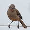 Northern Mockingbird