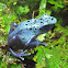 Dyeing poison dart frog