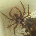 Decorator crab