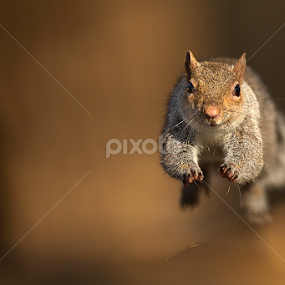 Flying squirrel by Stefano Ronchi - Animals Other Mammals