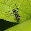 Black Ant mimic Jumping Spider(Male)