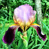 Bearded German Iris