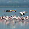 Great White Pelicans and Lesser Flamingoes