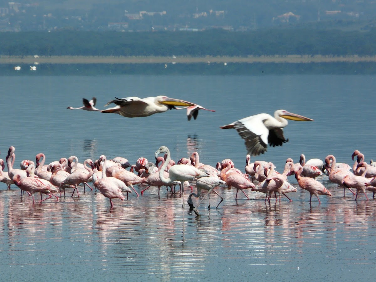 Great White Pelicans and Lesser Flamingoes