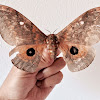 Cat's-paw Emperor Moth