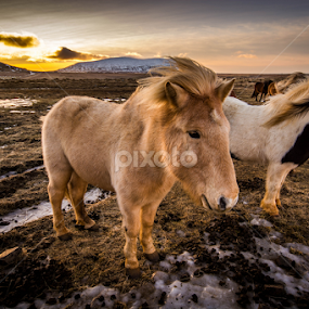 Hestar by Craig Fraser - Animals Horses