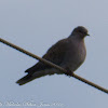 Turtle Dove; Tórtola Común