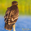 Great Spotted Eagle