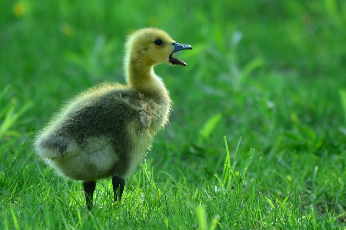 Canada Goose- Gosling