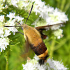snowberry clearwing, bumblebee moth
