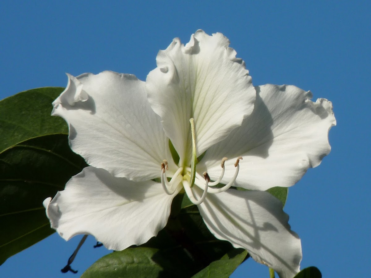 white orchid tree