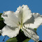 white orchid tree