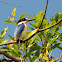 Forest Kingfisher?