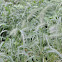 Nodding Wild Ryegrass