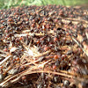 Thatching Ant