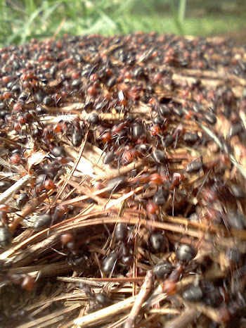 Thatching Ant