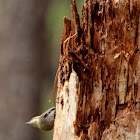 Brown-headed nuthatch