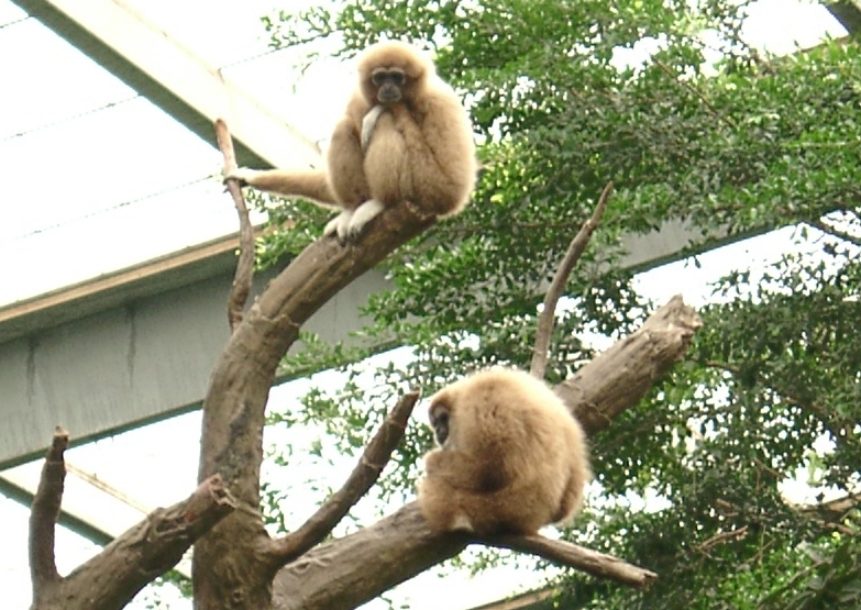 Common Gibbon