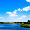 Mangroves and Sawgrass