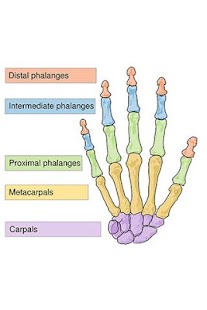 Learning the Bones