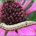 Cluster Caterpillar (Early instar)