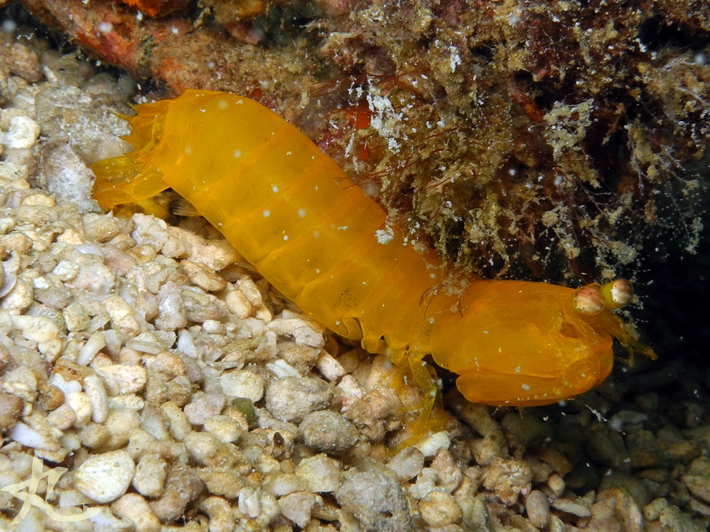 Rainbow Mantis Shrimp Project Noah