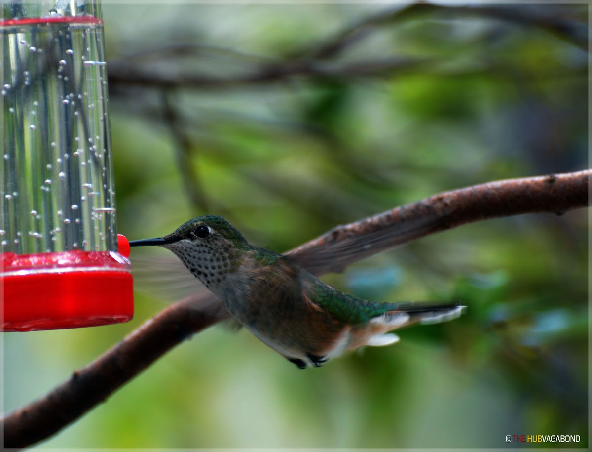 Broad-tailed hummingbird (Female)