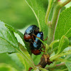 Leaf Beetle ♂♀ (copulation)