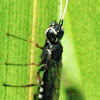 Xiphydriid Wood Wasp (female)