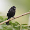 Thick-billed Seed Finch