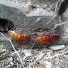Wood roaches