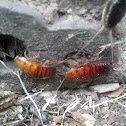 Wood roaches