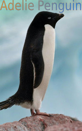 Wild Animals of Antarctica