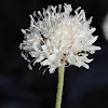 Star-haired Cephalaria