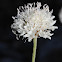 Star-haired Cephalaria