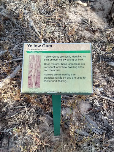 Yellow Gum Wail Trail