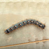 Eastern tent caterpillar