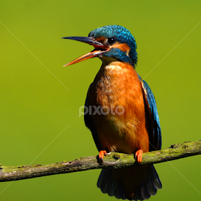 Kingfisher by Bob Rawlinson - Animals Birds