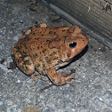 American Toad