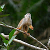 Mono ardilla (Common squirrel monkey)