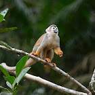 Mono ardilla (Common squirrel monkey)