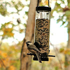 Black capped Chickadee