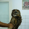 Eurasian Eagle-Owl