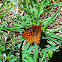 Meadow Fritillary