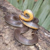Mississippi Ring-necked Snake