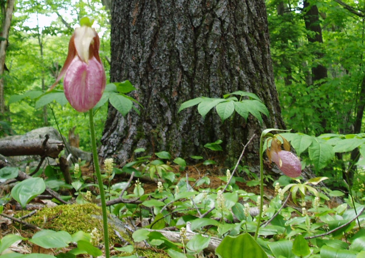 Pink Lady's Slipper; Pink Moccasin-Flower